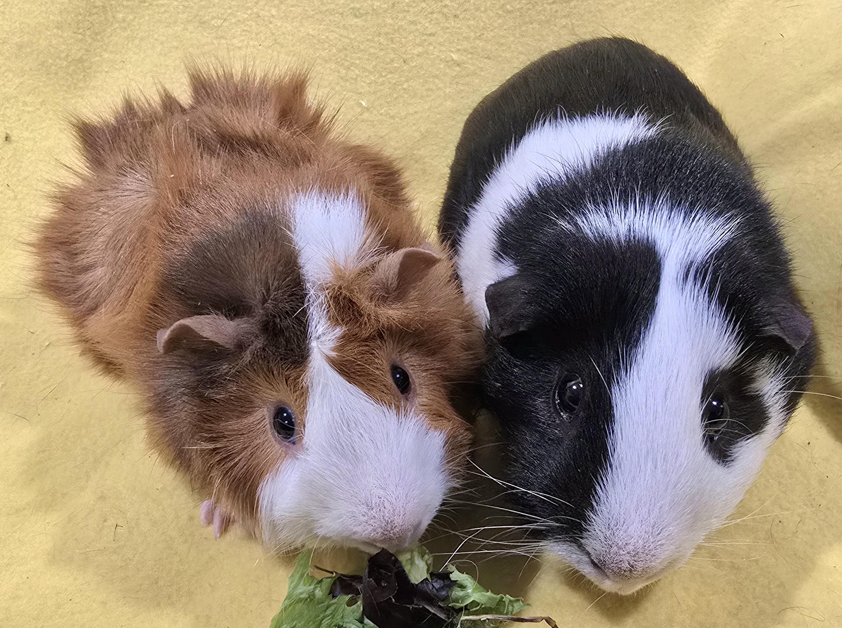 Trevor and Roger, a ADOPTABLE Guinea Pig in New Kensington, PA image 2/4