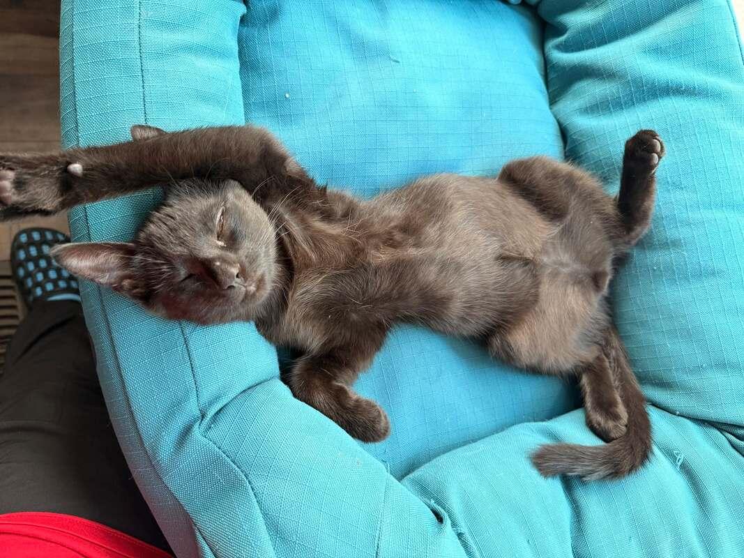 Drogon, an adopted Domestic Short Hair in Mississauga, ON image 2/3