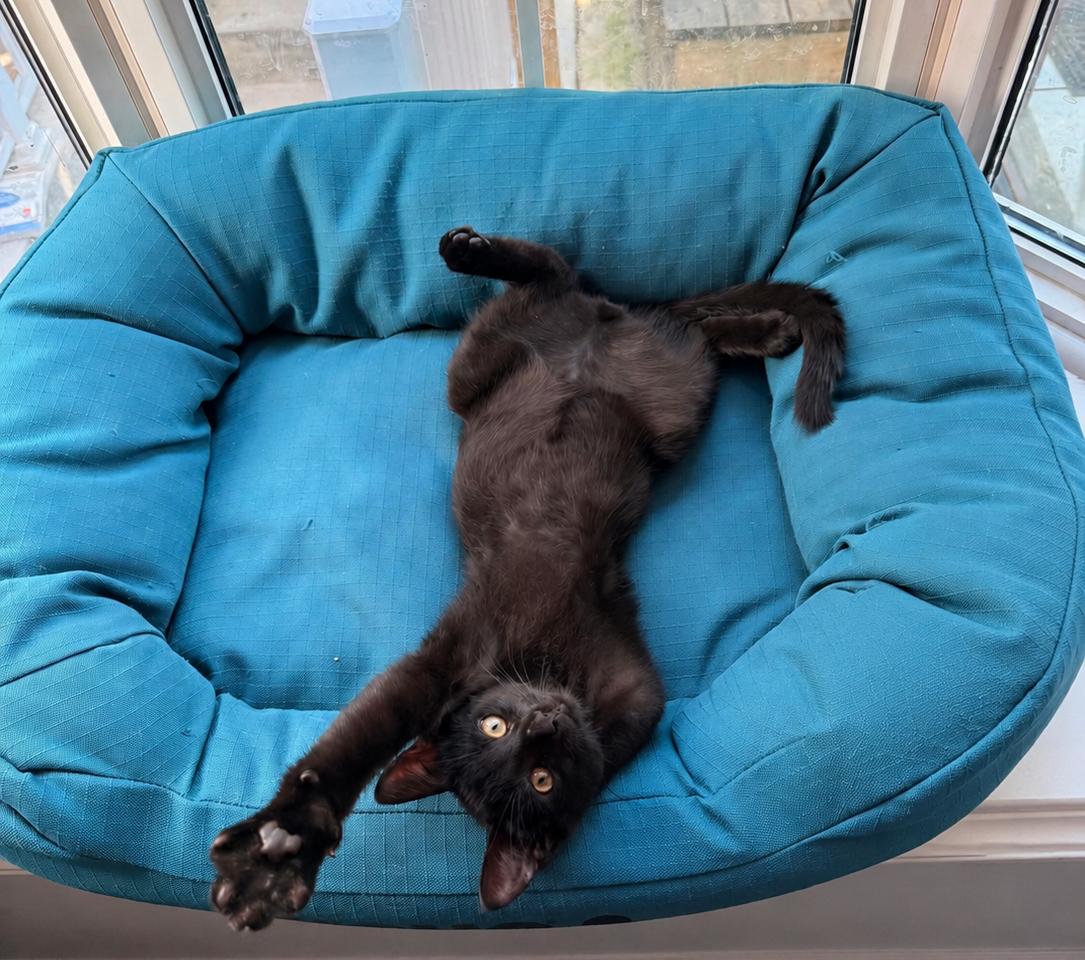 Drogon, an adopted Domestic Short Hair in Mississauga, ON image 3/3