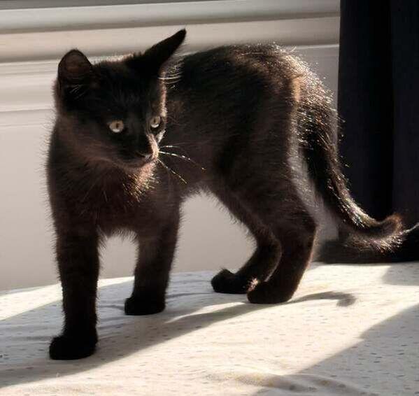 Drogon, adopted, Kitten Male Domestic Short Hair.