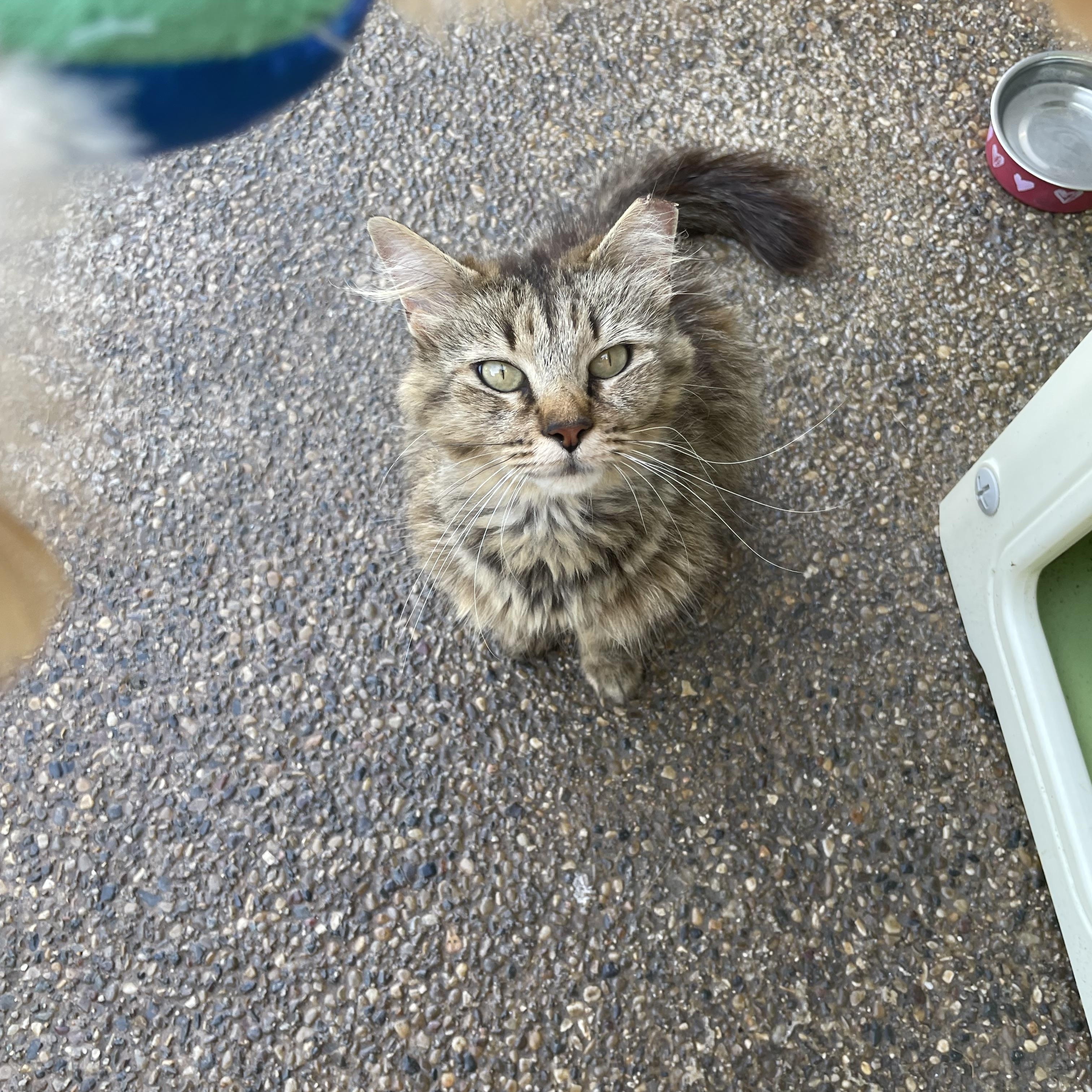 Enlarge Courtesy Post- Emma, a ADOPTABLE Domestic Long Hair in Sterling Heights, MI image 4/4