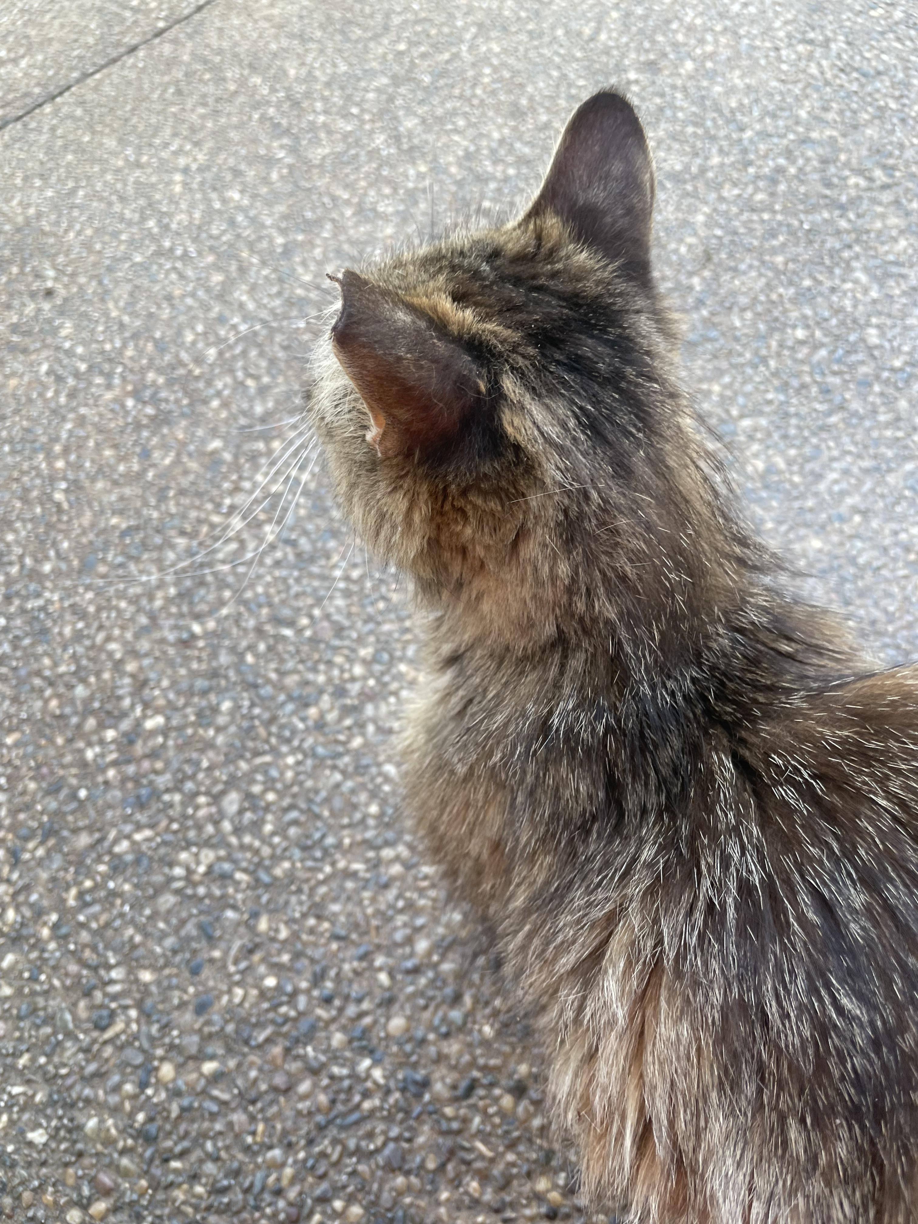 Enlarge Courtesy Post- Emma, a ADOPTABLE Domestic Long Hair in Sterling Heights, MI image 2/4