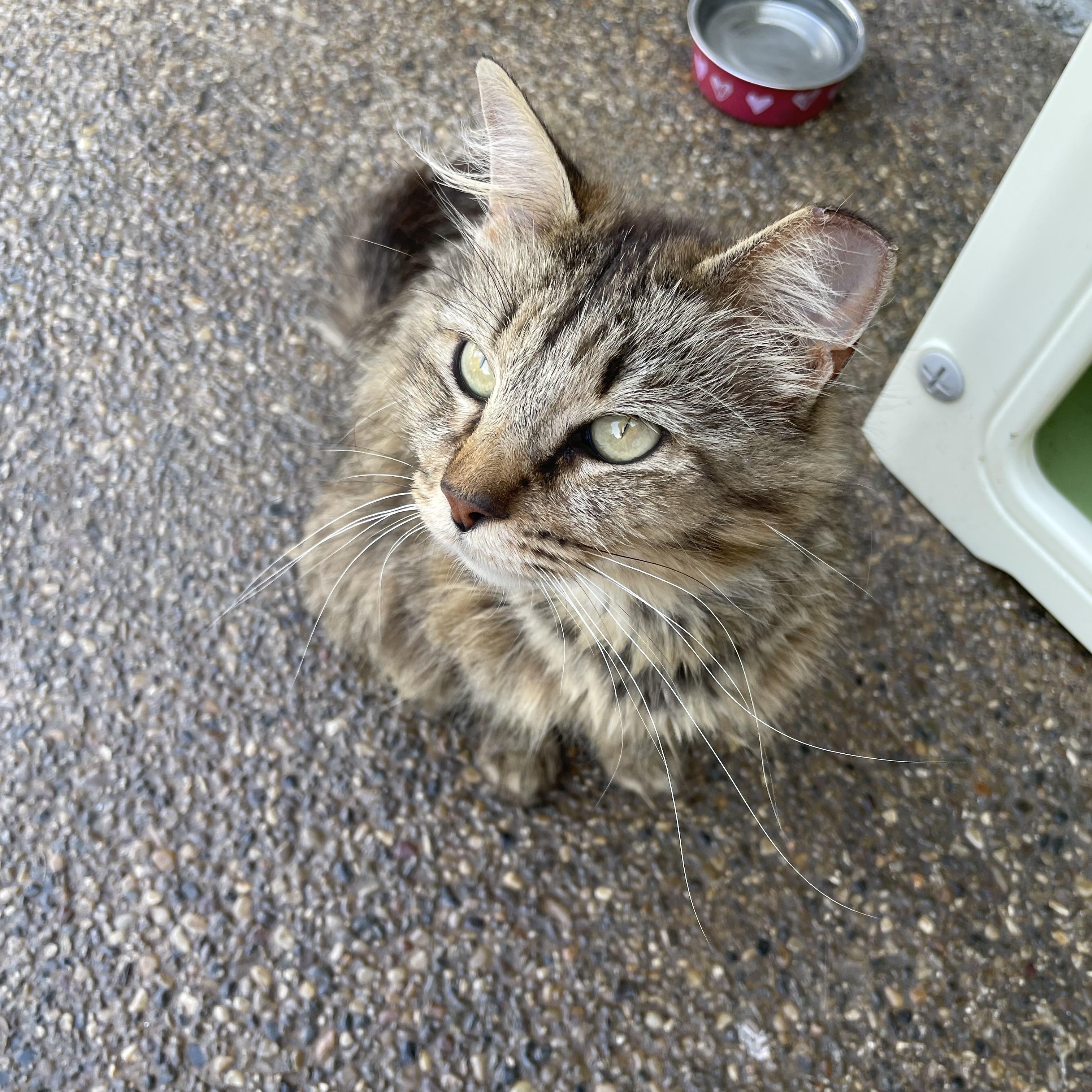 Enlarge Courtesy Post- Emma, a ADOPTABLE Domestic Long Hair in Sterling Heights, MI image 3/4
