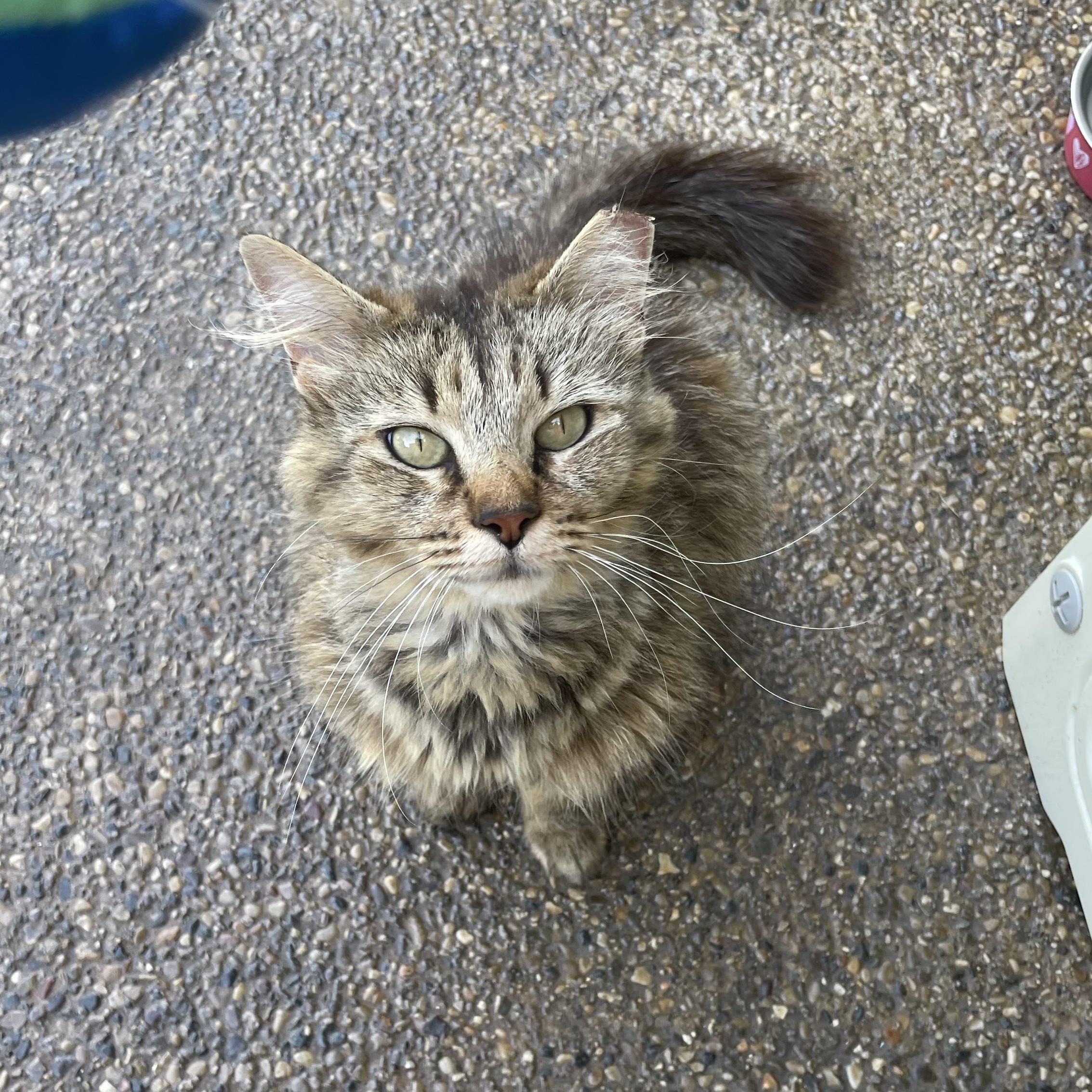 Enlarge Courtesy Post- Emma, a ADOPTABLE Domestic Long Hair in Sterling Heights, MI image 1/4