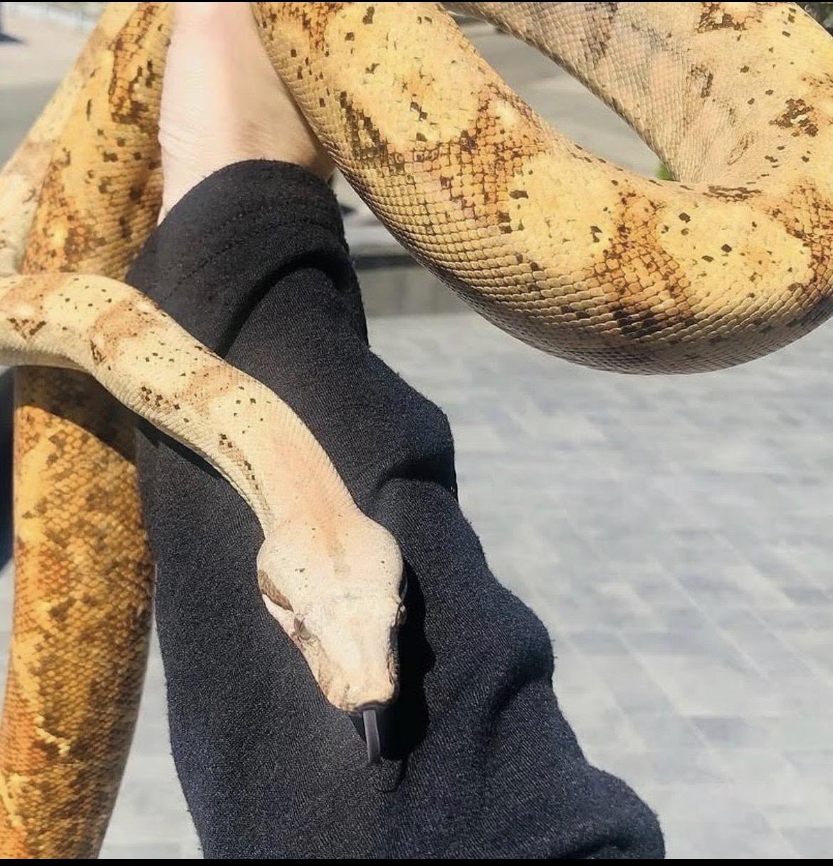 Enlarge Zephyr Hog Island Boa, a ADOPTABLE Boa in Concord, CA image 1/1
