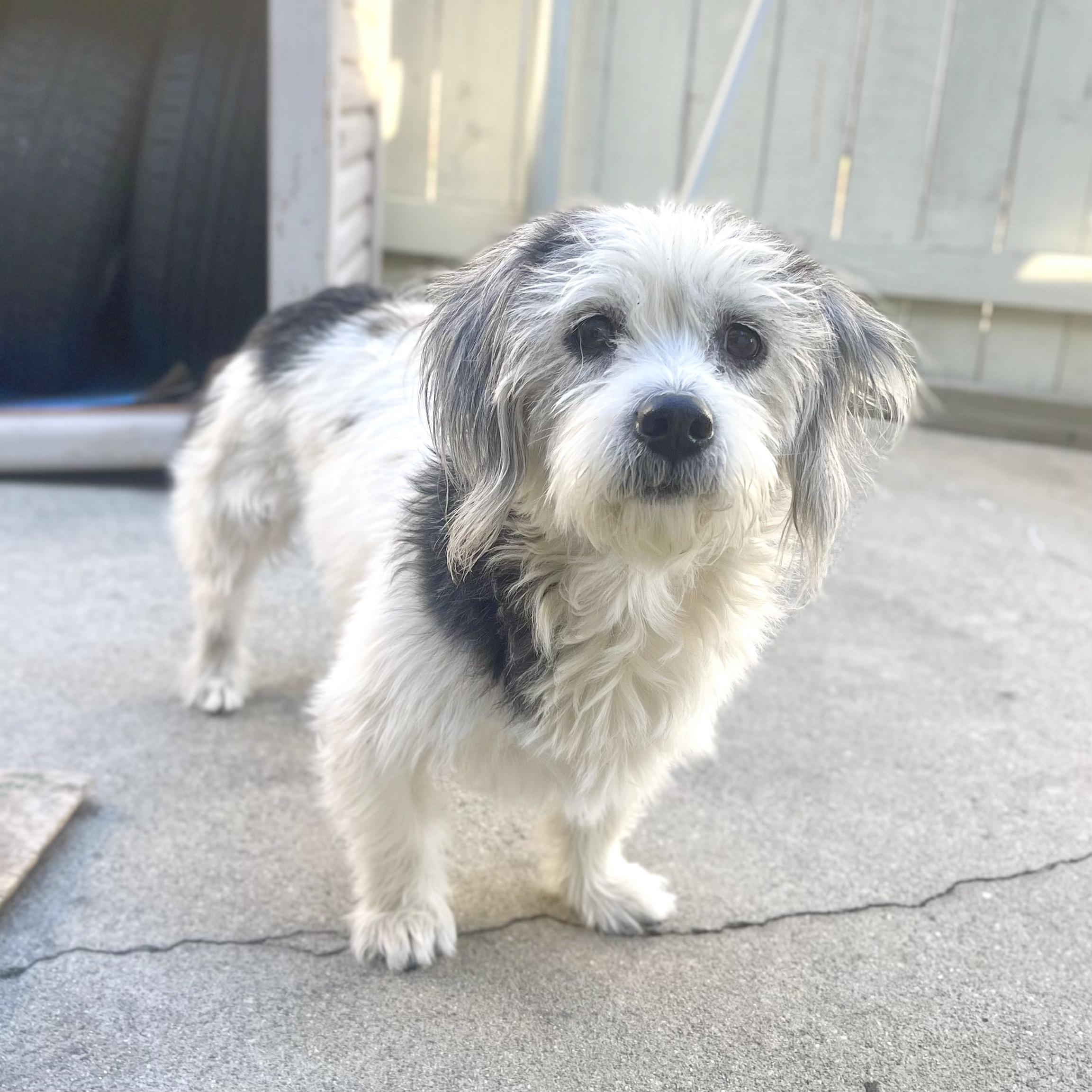 MOO MOO, a Adoptable mixed breed in Ontario, CA image 2/5