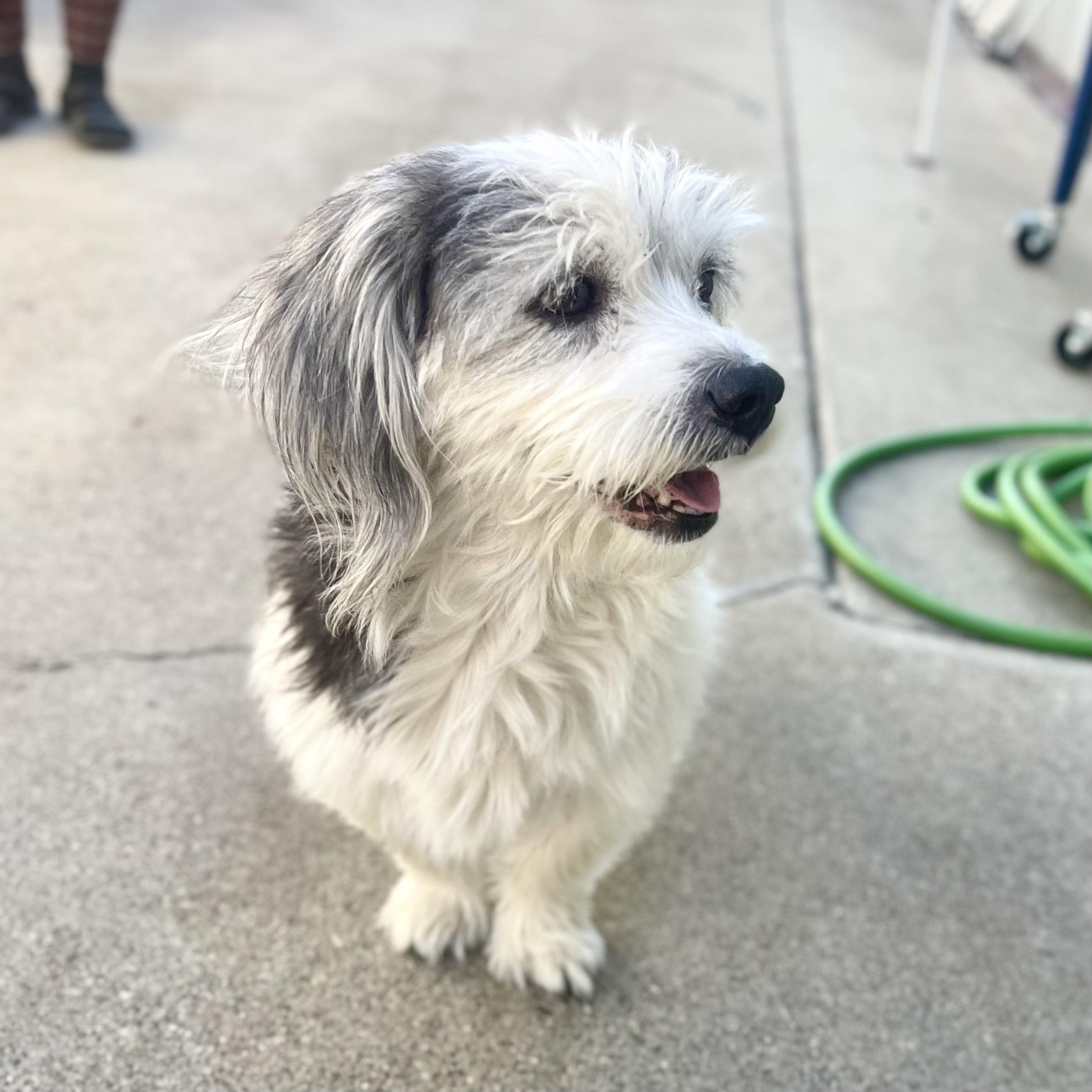 MOO MOO, an adoptable Corgi, Shih Tzu in Ontario, CA, 91761 | Photo Image 3