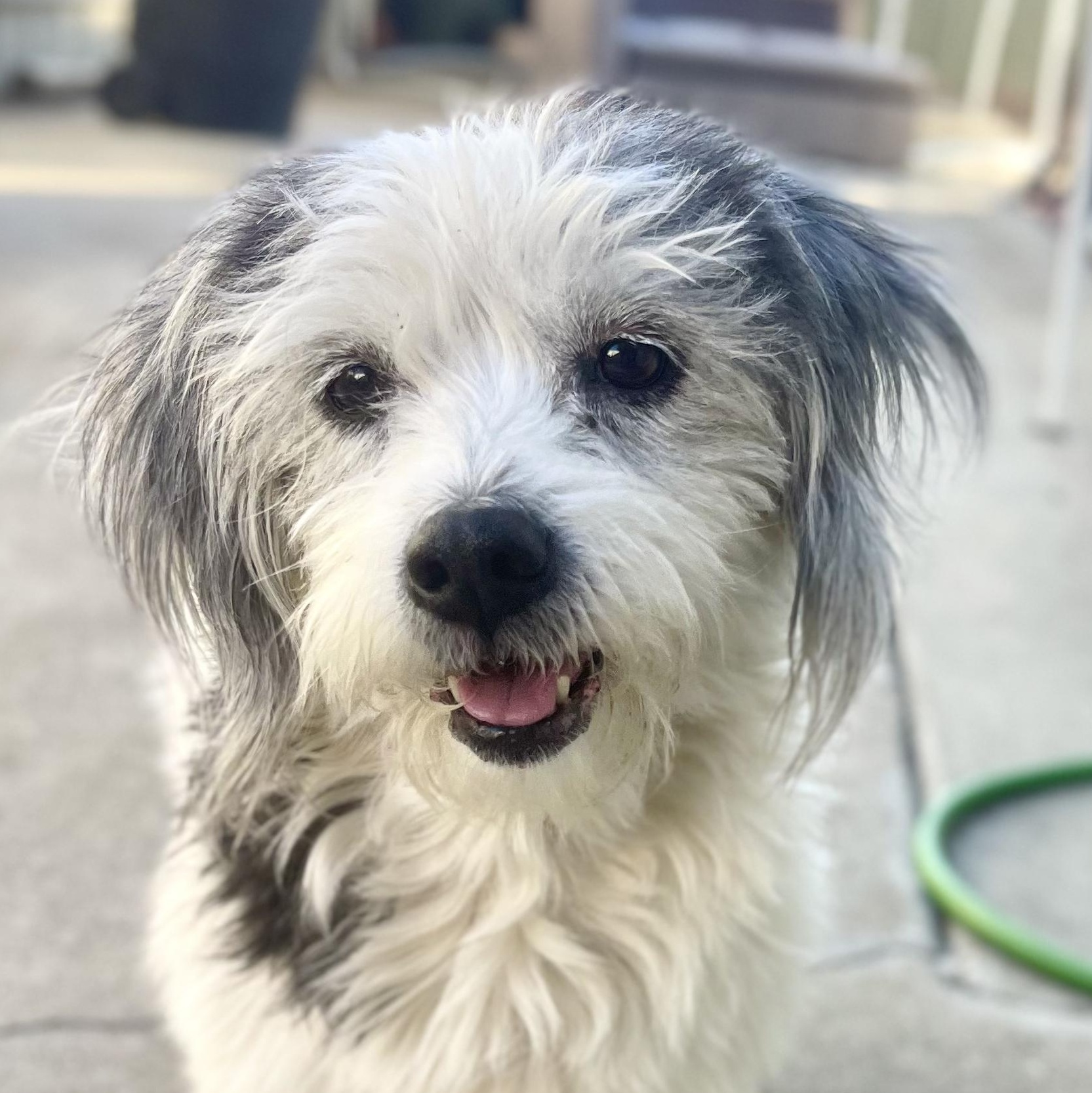 MOO MOO, Adoptable, Senior Female Corgi & Shih Tzu.