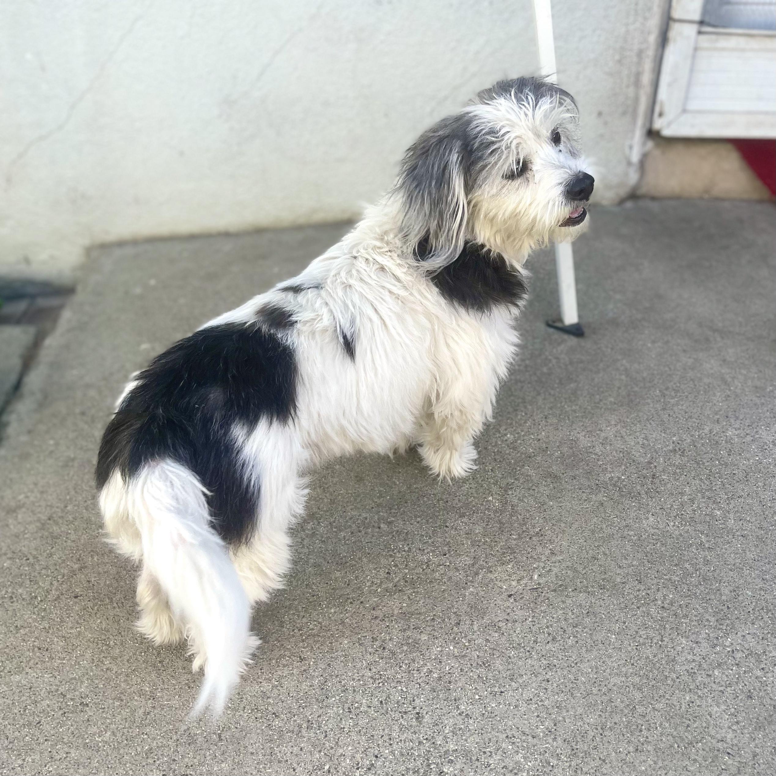MOO MOO, an adoptable Corgi, Shih Tzu in Ontario, CA, 91761 | Photo Image 4