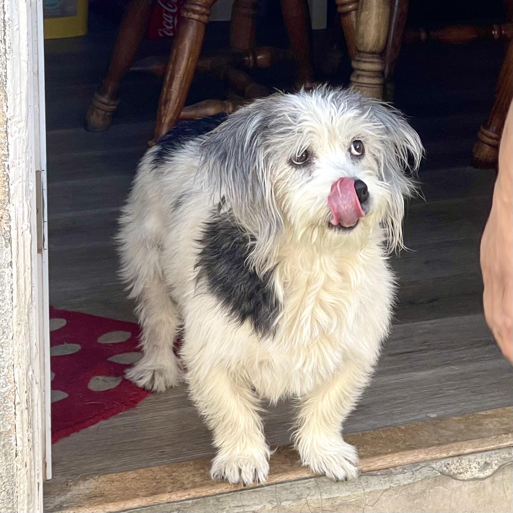 MOO MOO, an adoptable Corgi, Shih Tzu in Ontario, CA, 91761 | Photo Image 5