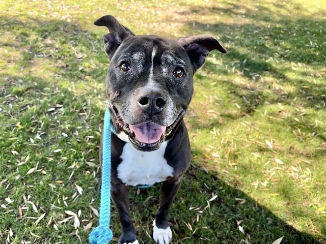ROGUE, Adoptable, Adult Female Pit Bull Terrier.