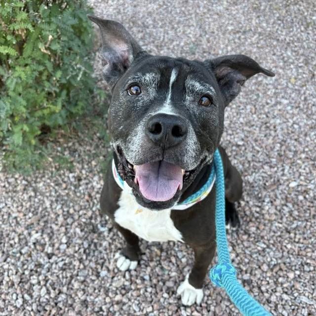 Enlarge ROGUE, a Adoptable Pit Bull Terrier in Mesa, AZ image 1/1