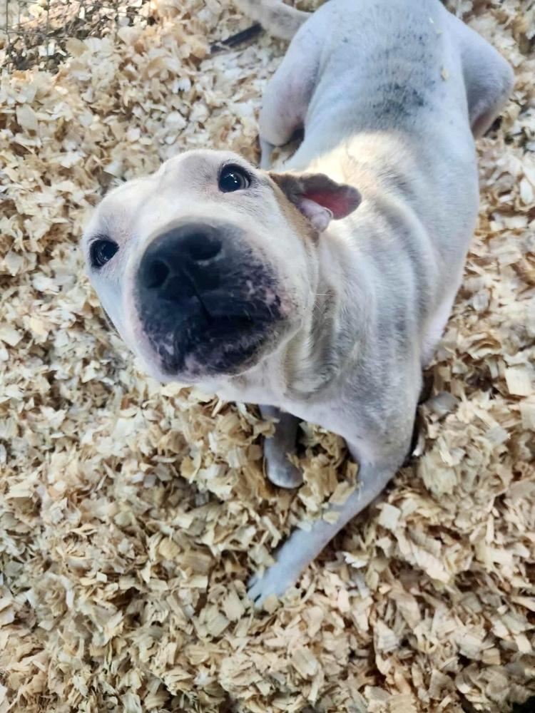 Otis *Senior*, Adoptable, Adult Male American Bulldog.