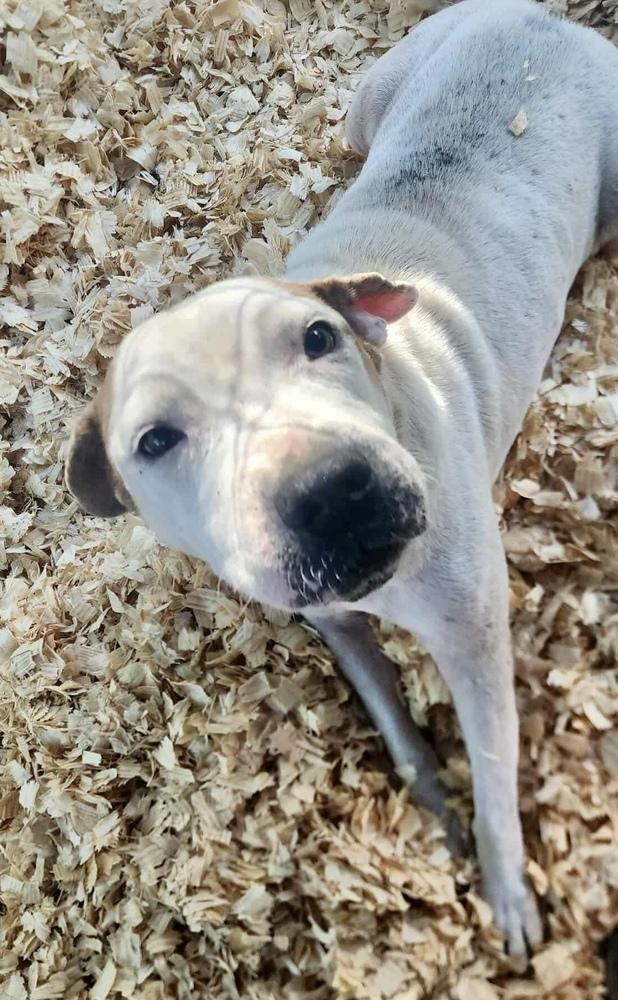 Otis *Senior*, a Adoptable American Bulldog in Troy, AL image 2/2