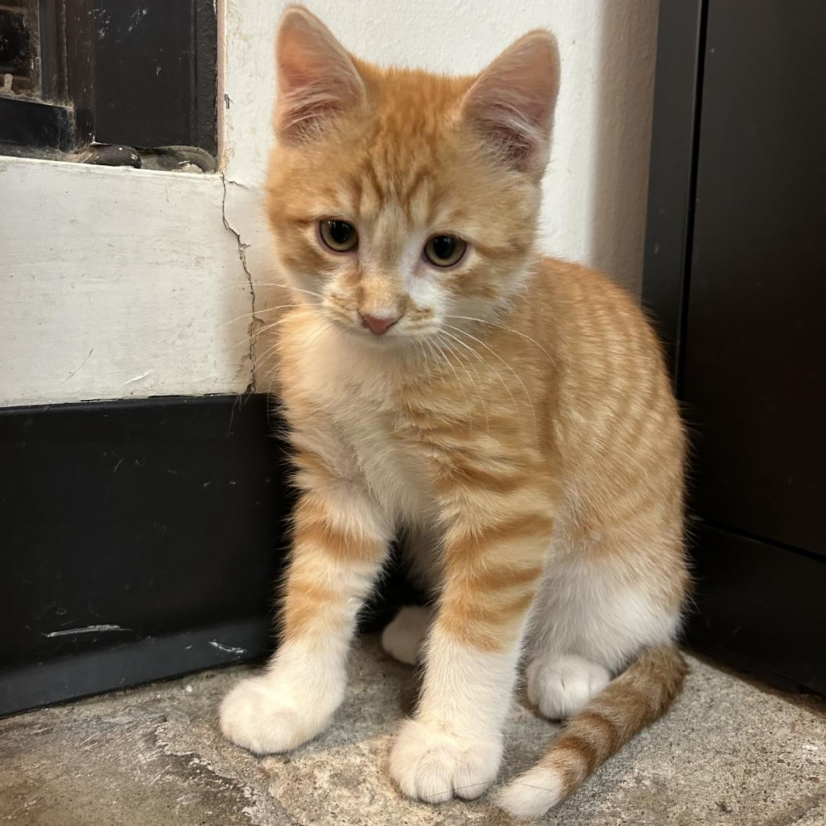 Hades, Adoptable, Kitten Male Domestic Short Hair & Tabby.