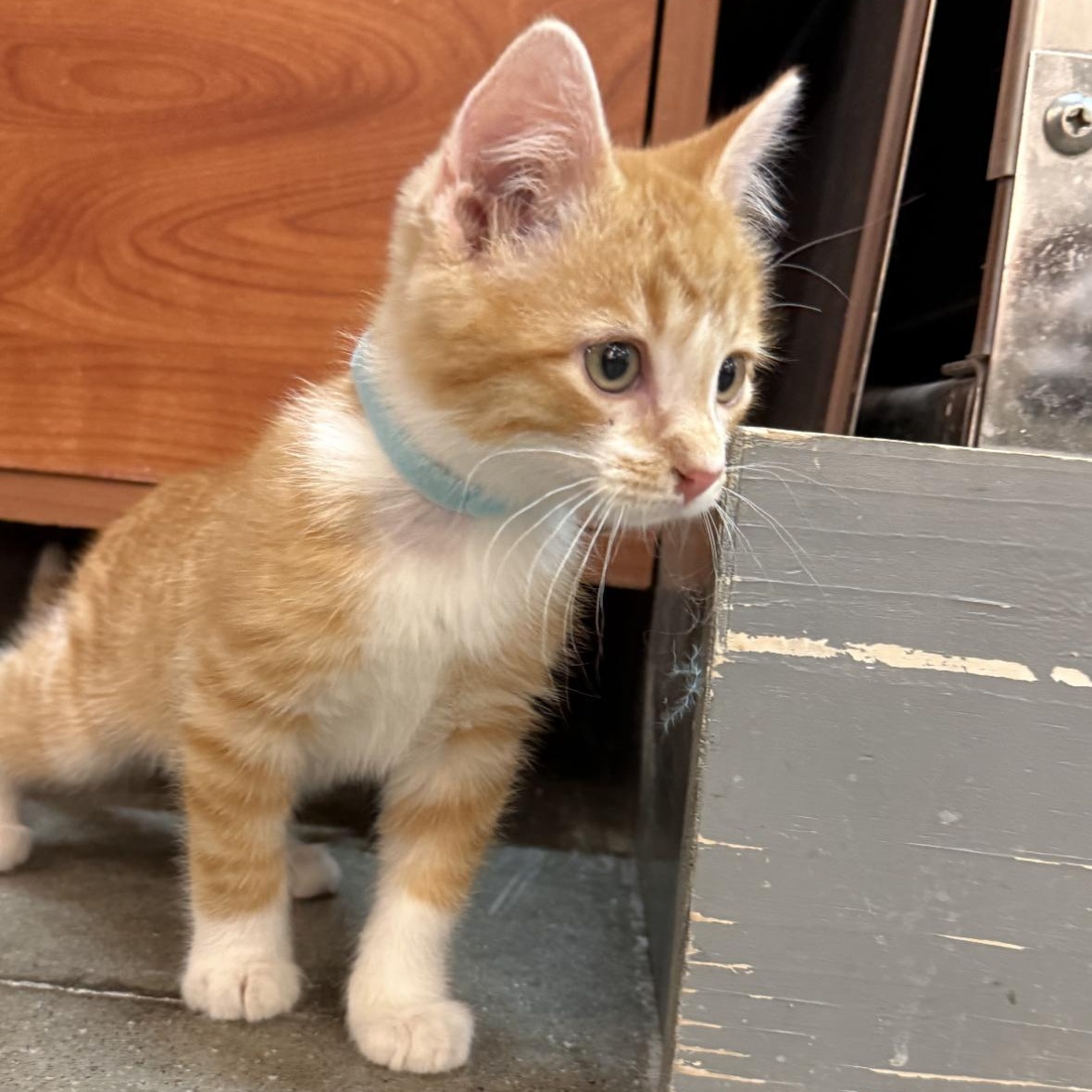 Enlarge Hades, a Adoptable mixed breed in Omaha, NE image 2/6