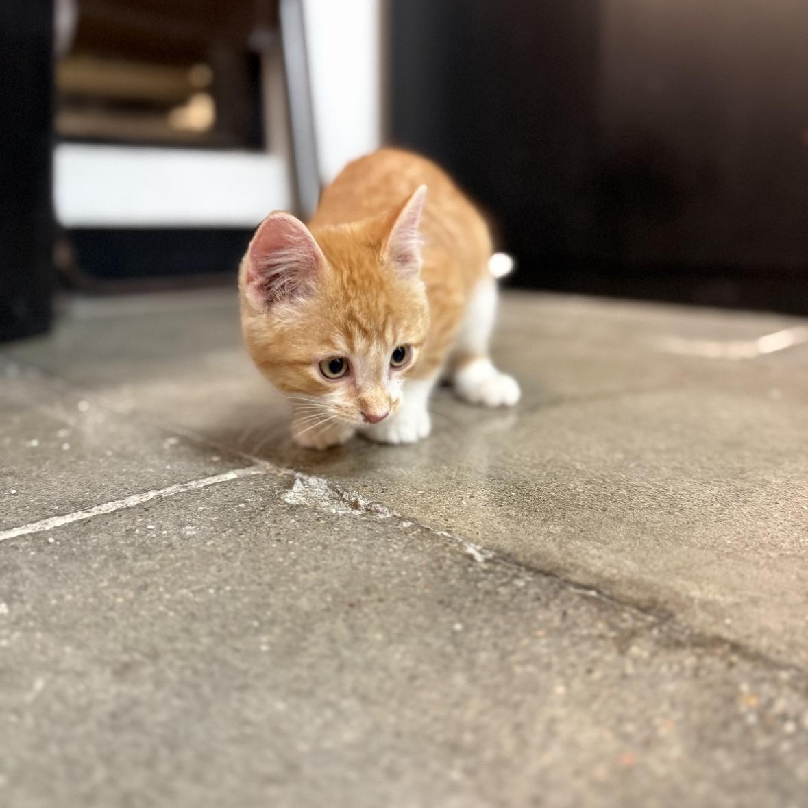 Enlarge Hades, a Adoptable mixed breed in Omaha, NE image 5/6