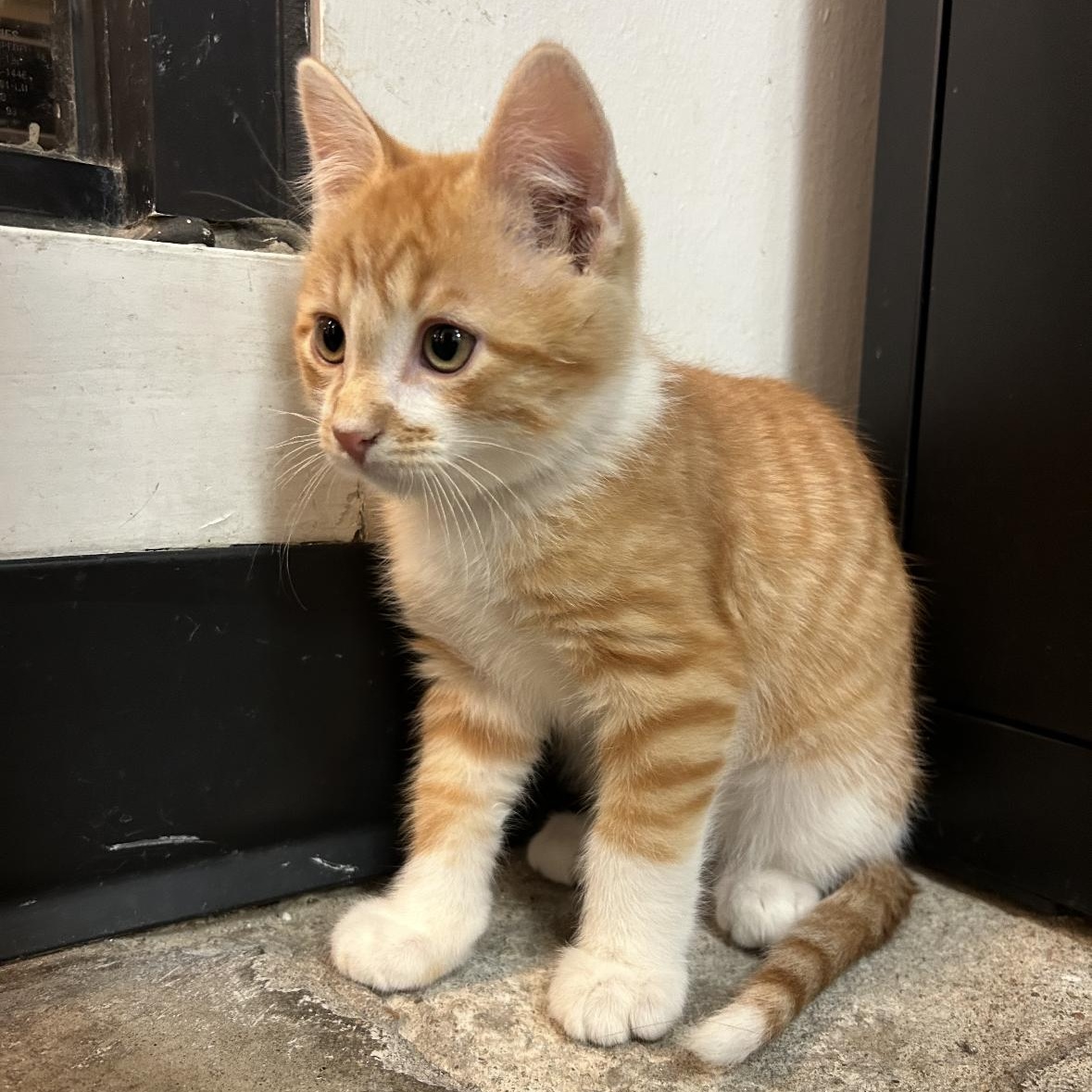 Enlarge Hades, a Adoptable mixed breed in Omaha, NE image 6/6