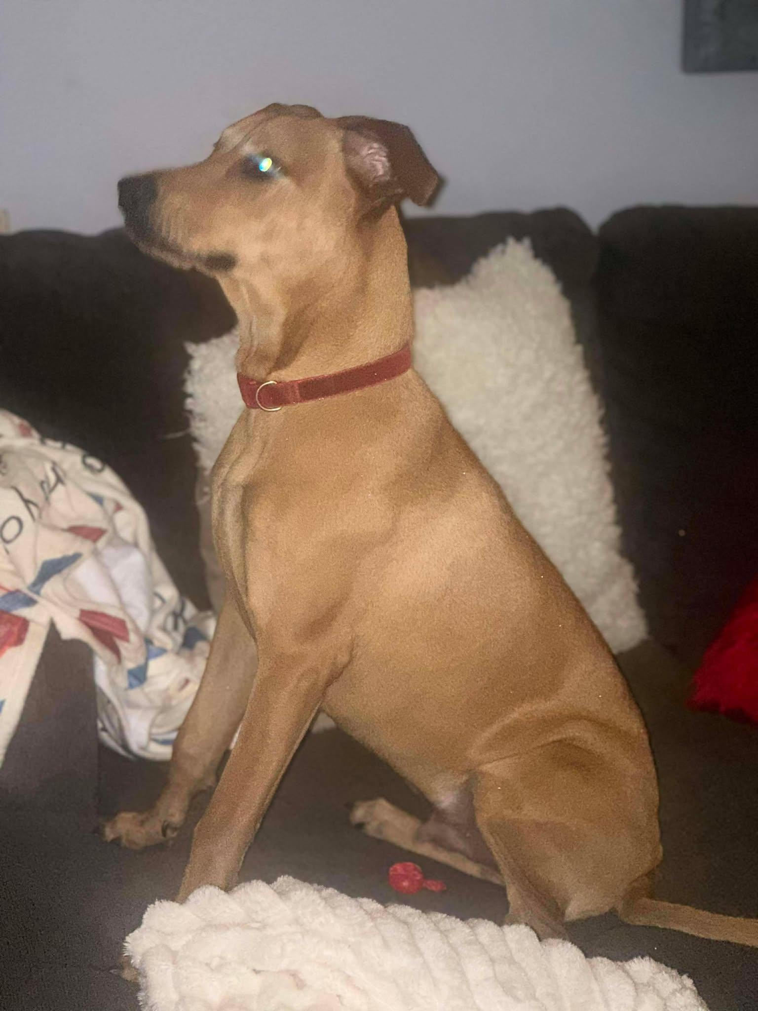 Enlarge Franky, a ADOPTABLE mixed breed in Tempe, AZ image 5/5