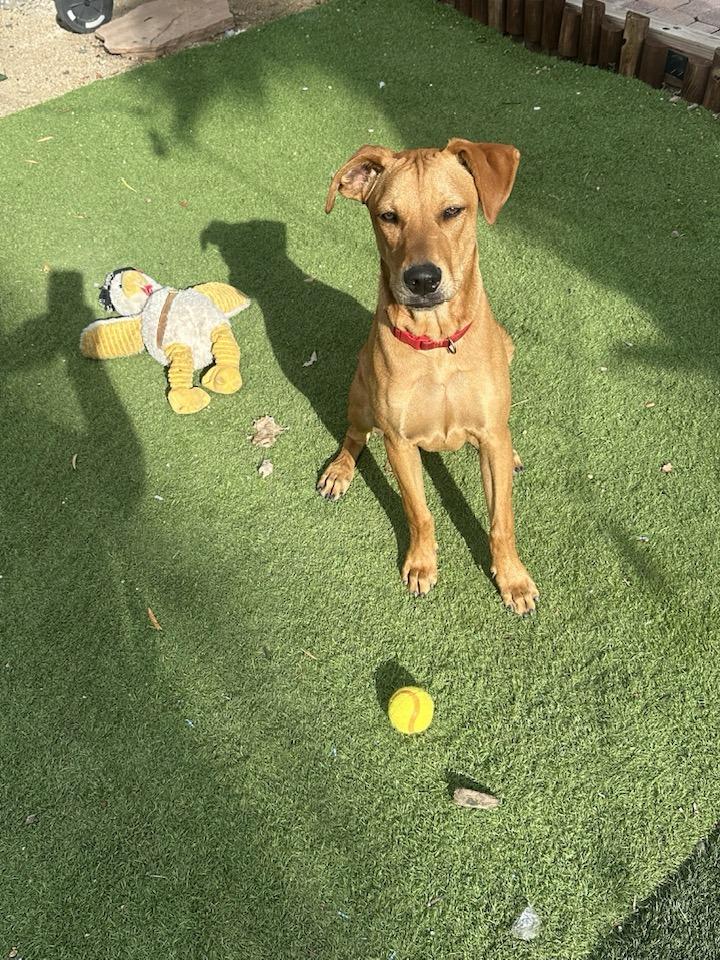 Franky, ADOPTABLE, Young Male Pit Bull Terrier & Doberman Pinscher.