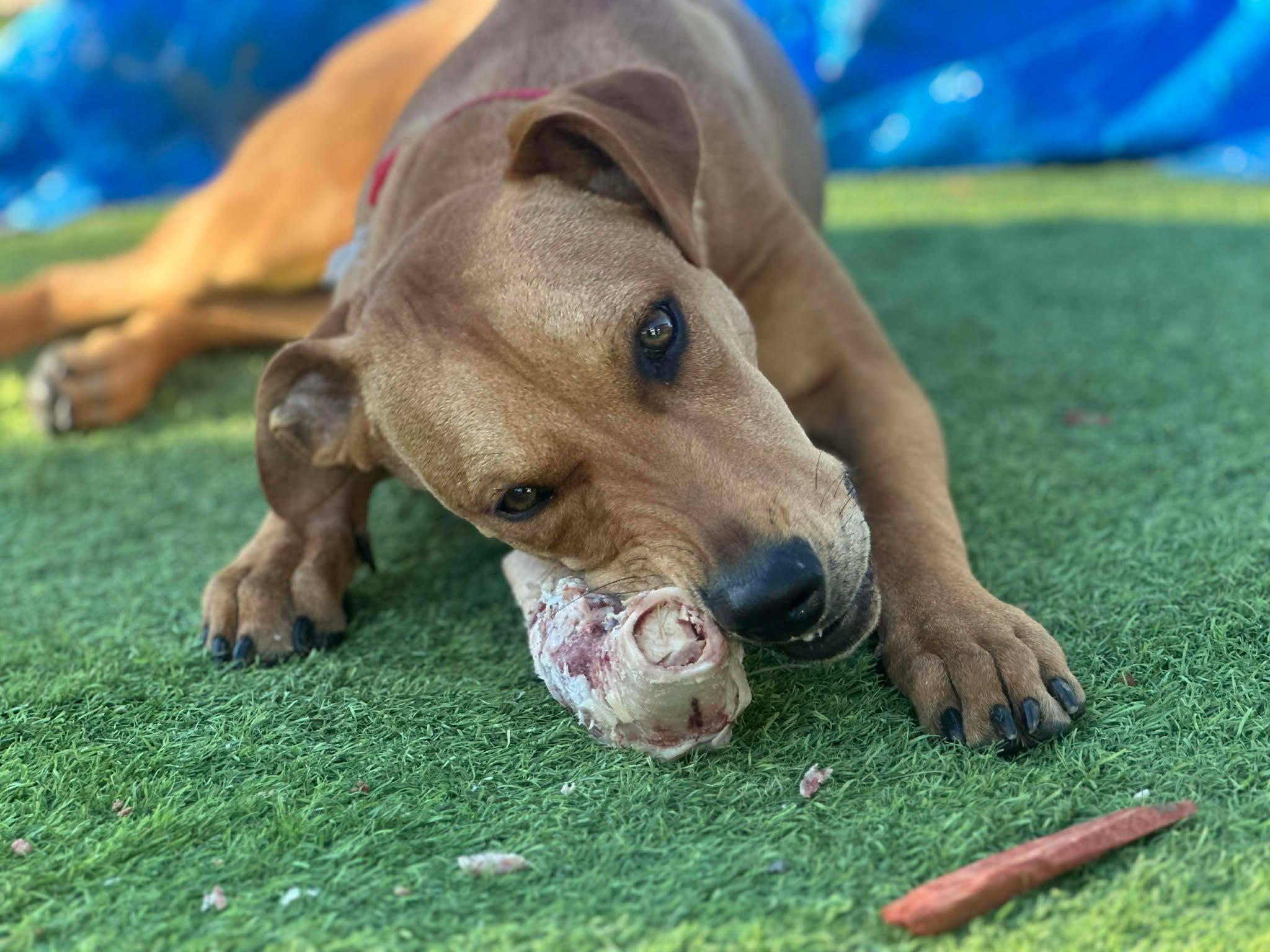 Enlarge Franky, a ADOPTABLE mixed breed in Tempe, AZ image 4/5
