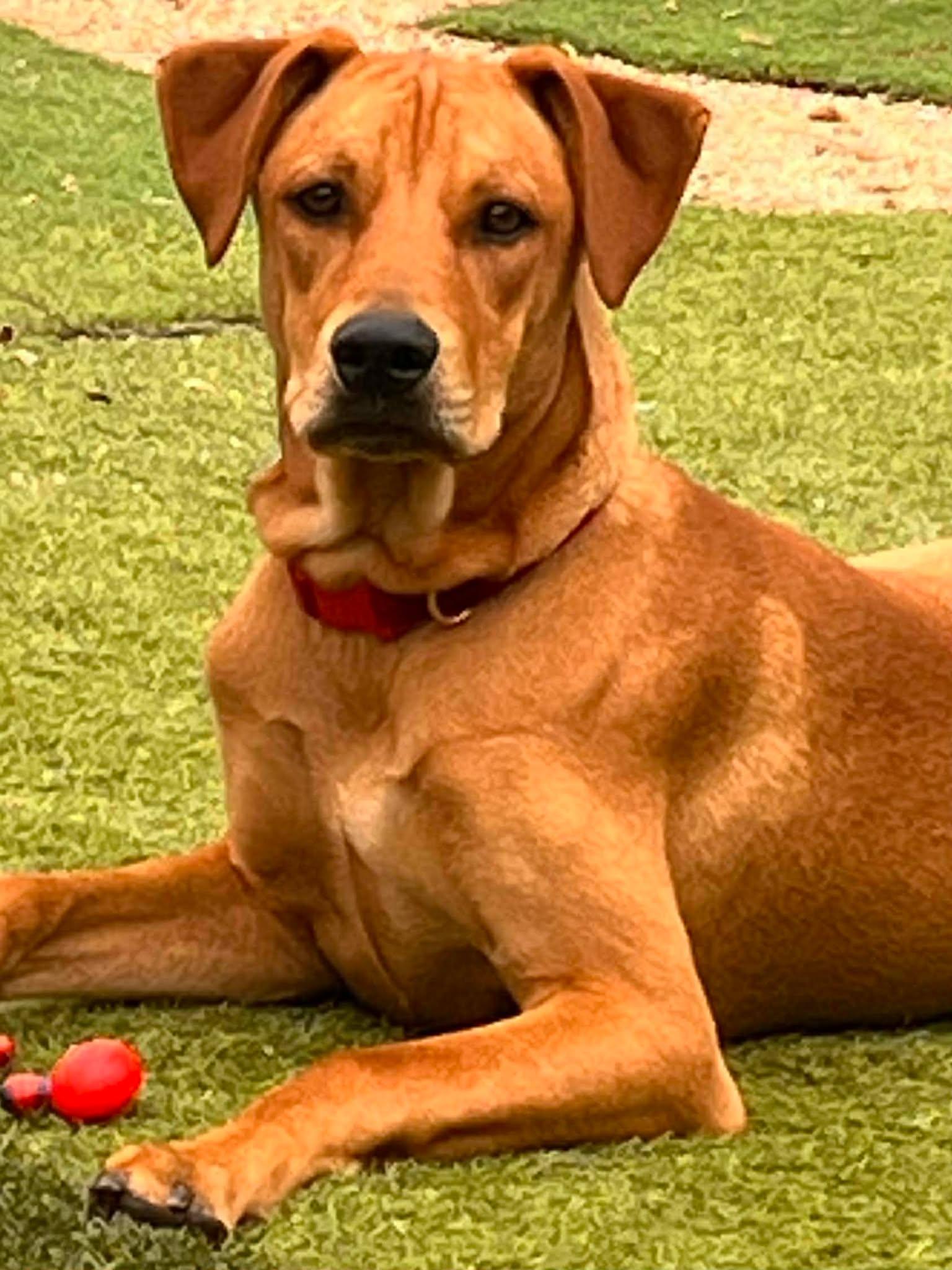 Enlarge Franky, a ADOPTABLE mixed breed in Tempe, AZ image 2/5