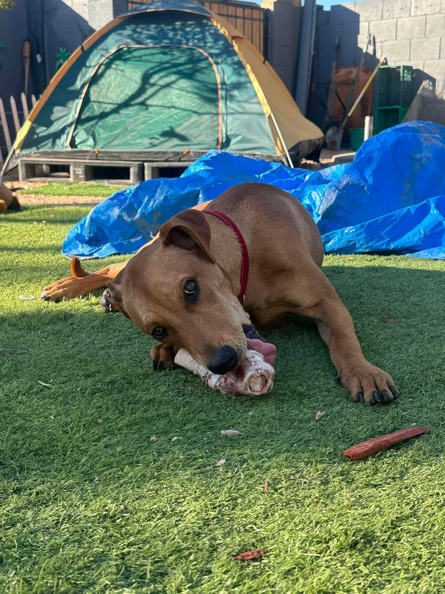 Enlarge Franky, a ADOPTABLE mixed breed in Tempe, AZ image 3/5