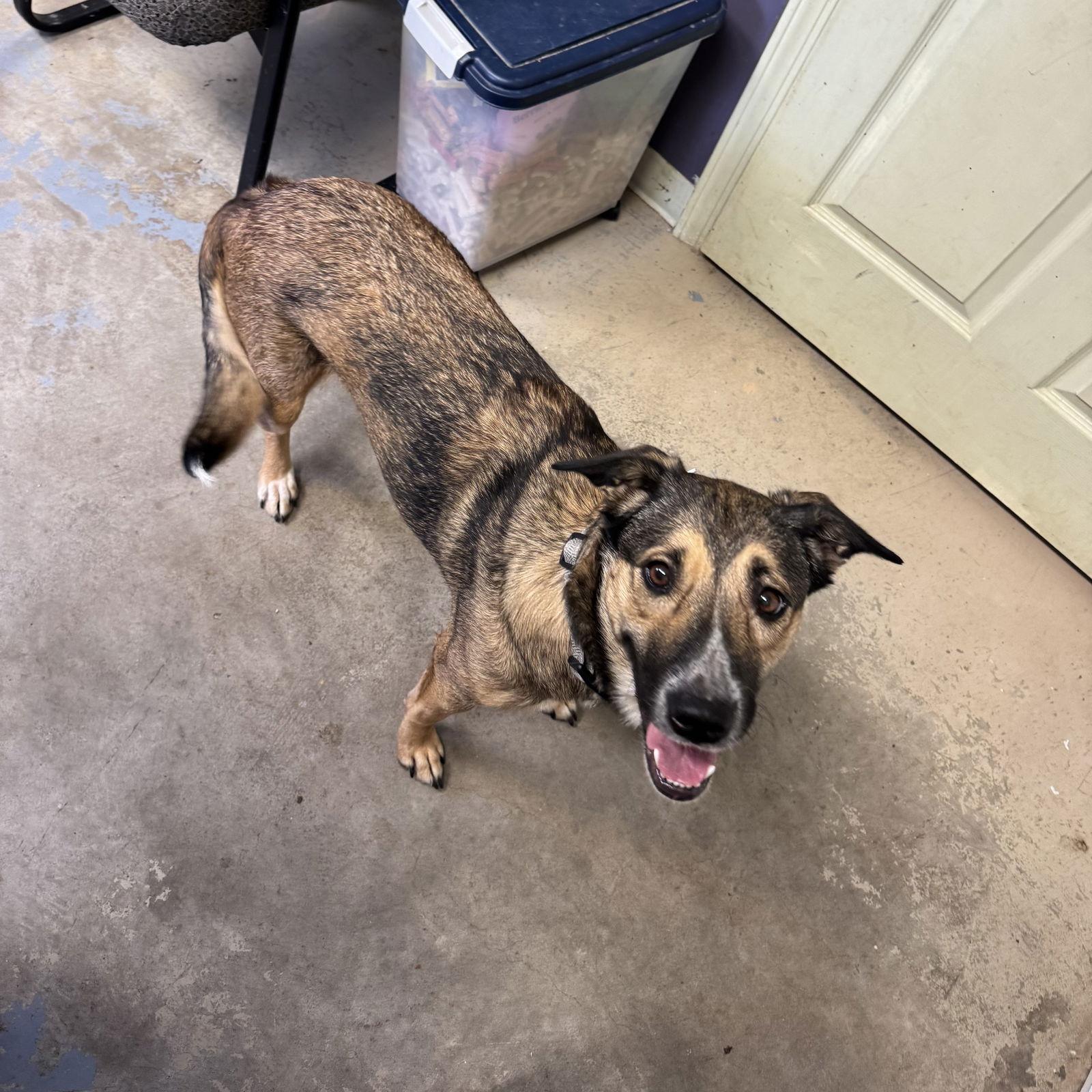 Tilly, Adoptable, Young Female German Shepherd Dog.
