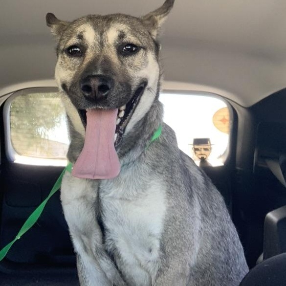 Enlarge Rexie, a ADOPTABLE mixed breed in Tujunga , CA image 1/2