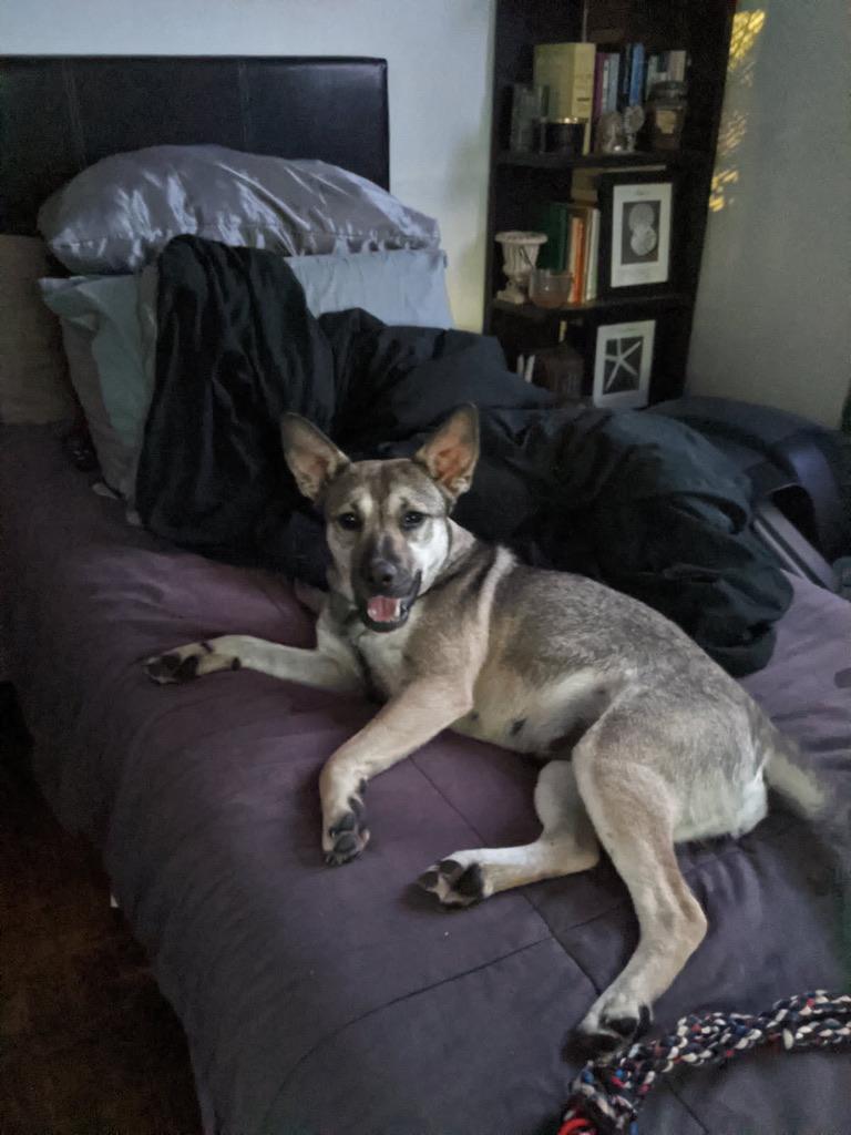 Enlarge Rexie, a ADOPTABLE mixed breed in Tujunga , CA image 2/2