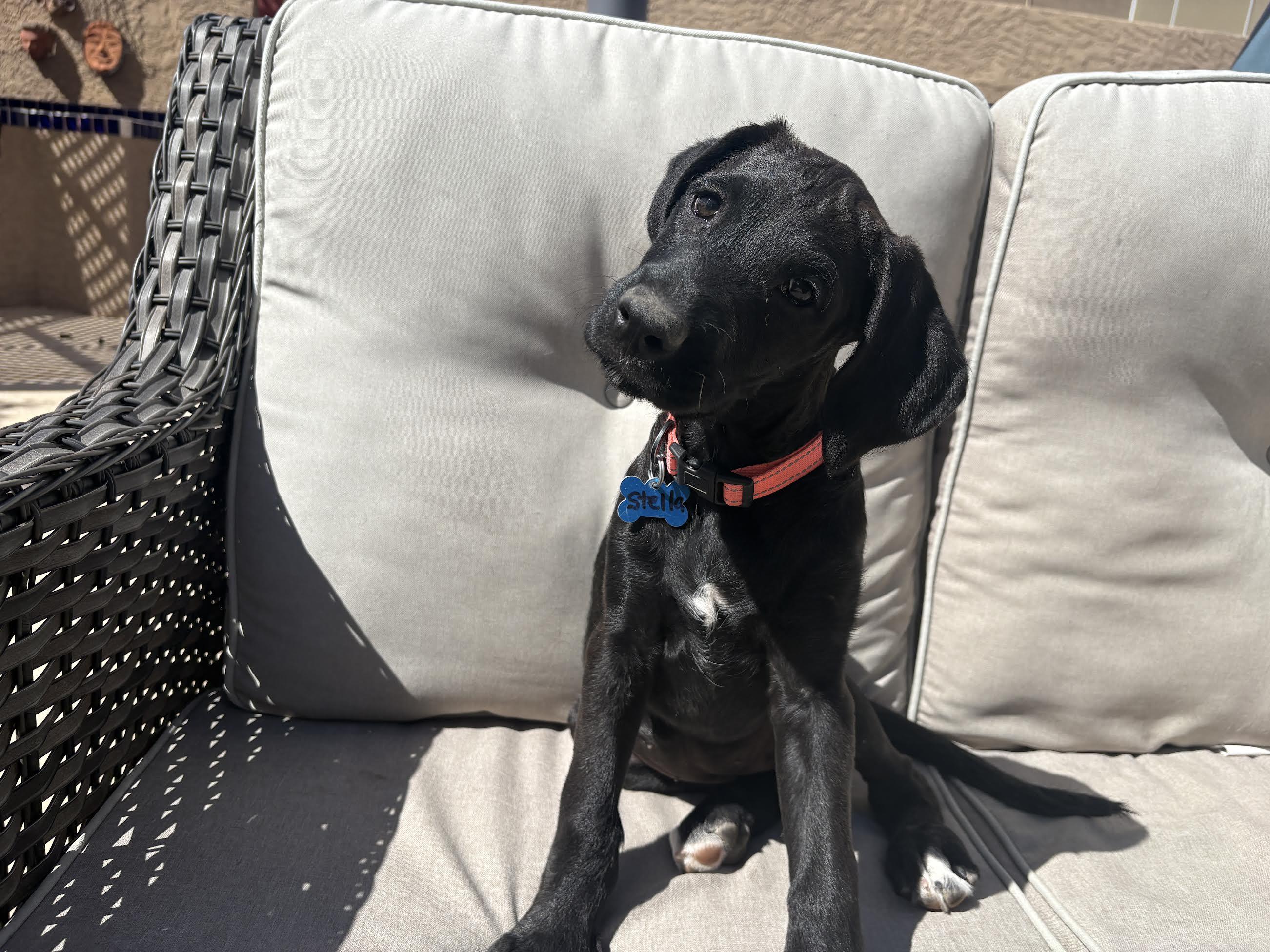 Stella, an adopted mixed breed in Las Vegas, NV image 2/2