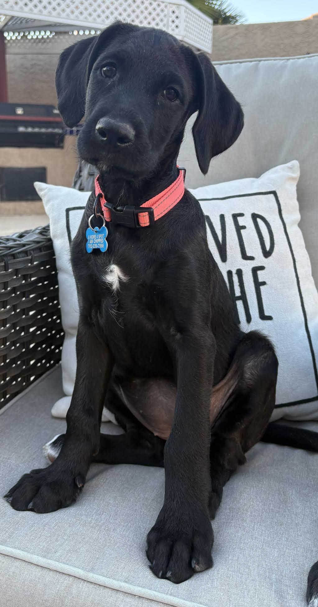 Stella, adopted, Puppy Female Poodle.