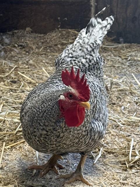 COLONEL SANDERS, Adoptable, Young Male Chicken.