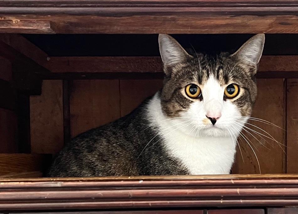 JAX, Adoptable, Young Male Domestic Short Hair & Tabby.