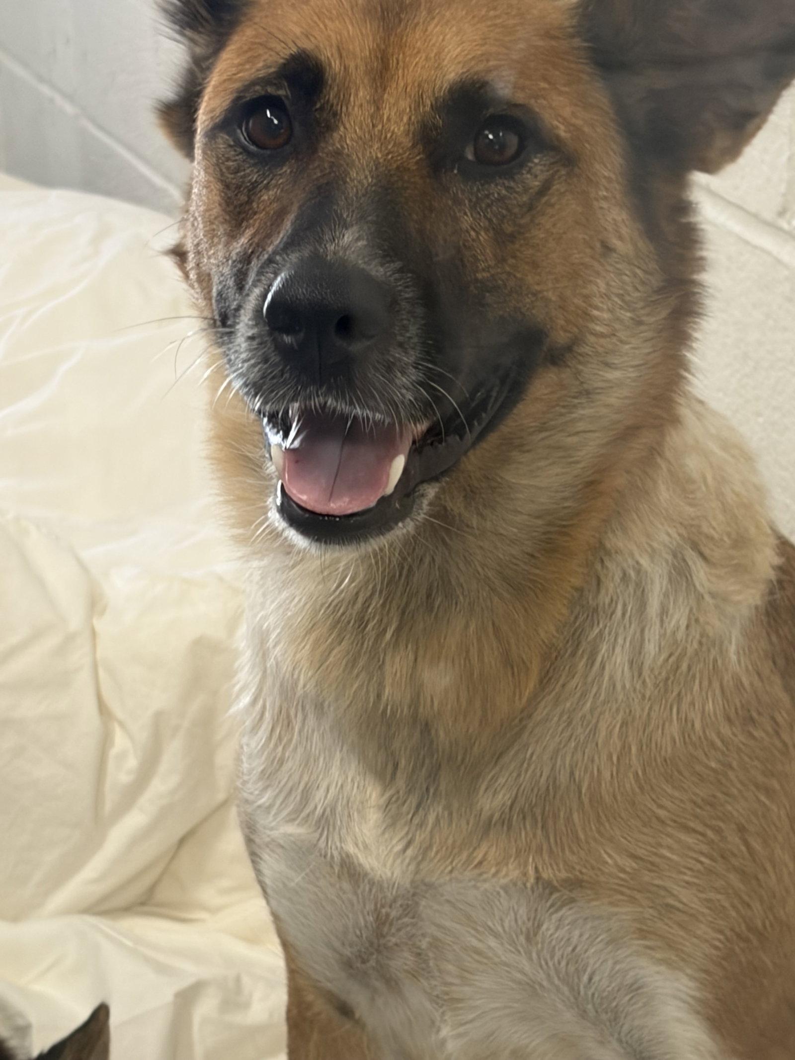 Chacha, a Adopted German Shepherd Dog in Richardson, TX image 1/2