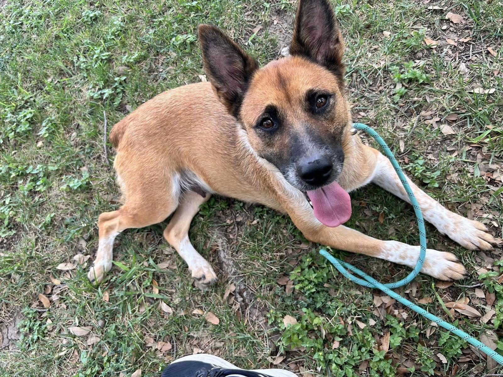 Chacha, a Adopted German Shepherd Dog in Richardson, TX image 2/2