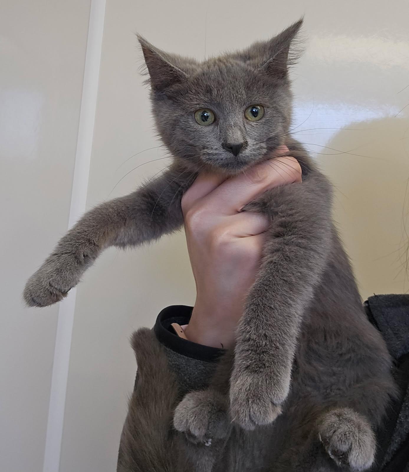 Clef, ADOPTABLE, Kitten Female Domestic Short Hair.