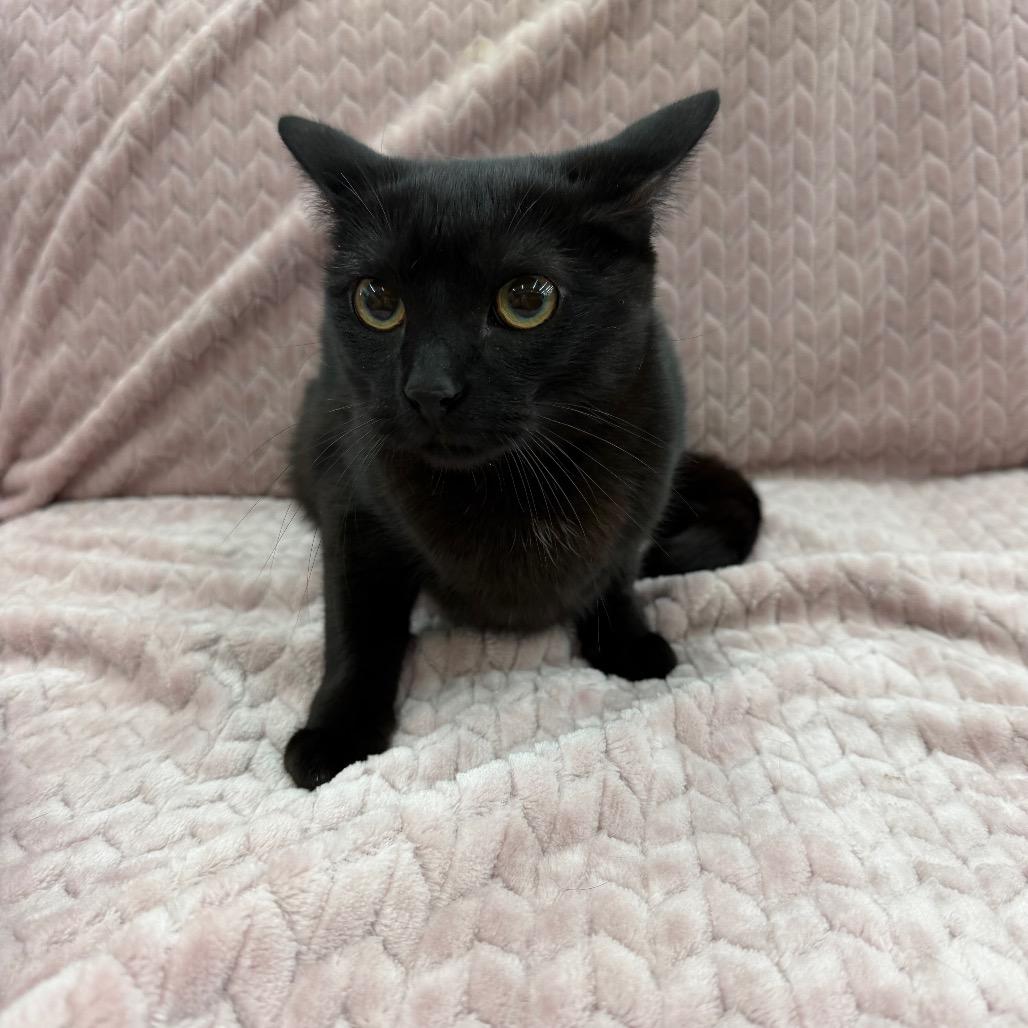 Phoebe, Adoptable, Young Female Domestic Short Hair.