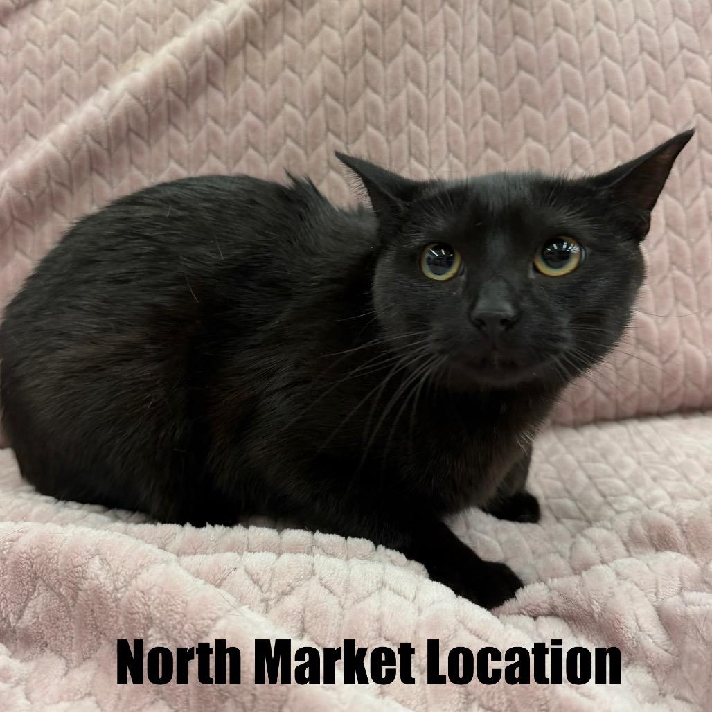 Enlarge Phoebe, a Adoptable Domestic Short Hair in Raleigh, NC image 2/6