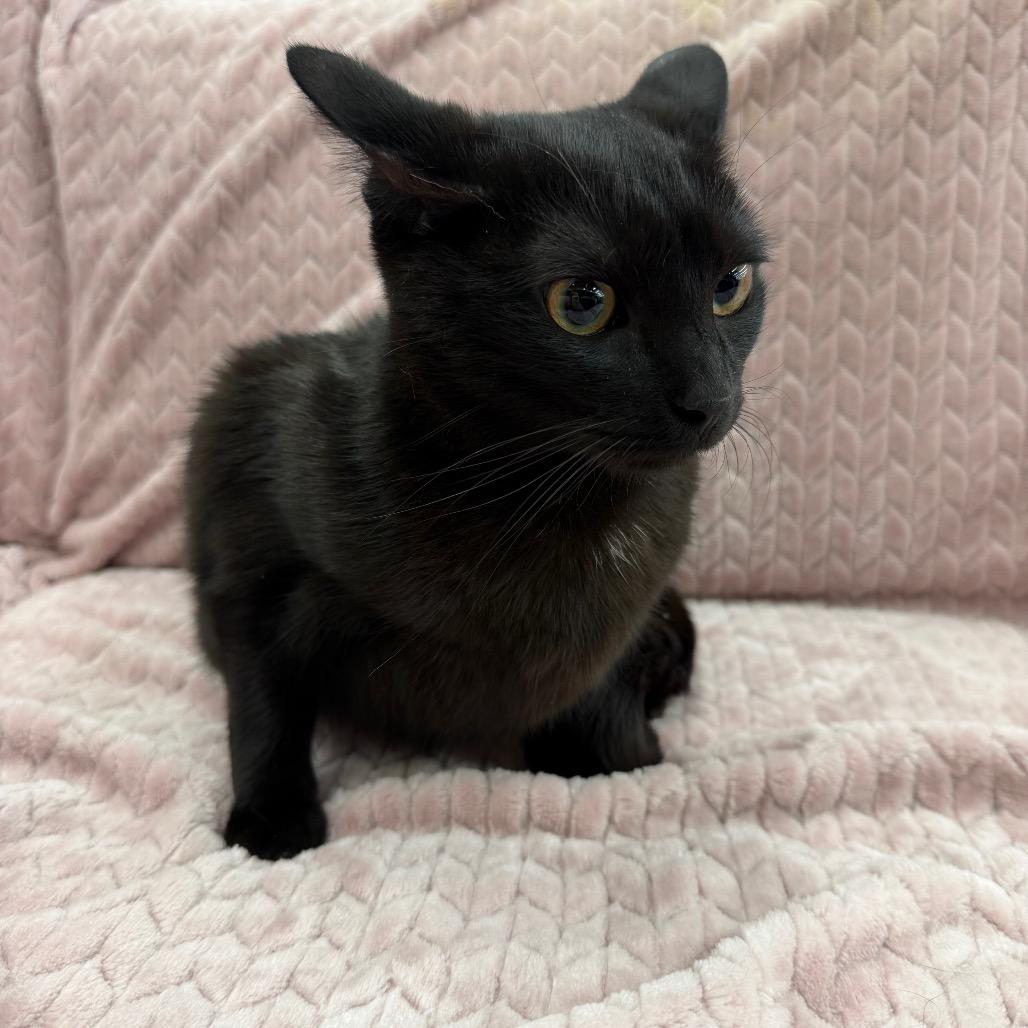Enlarge Phoebe, a Adoptable Domestic Short Hair in Raleigh, NC image 3/6