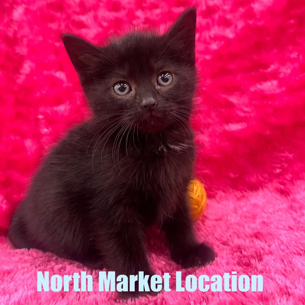 Enlarge Phoebe, a Adoptable Domestic Short Hair in Raleigh, NC image 4/6