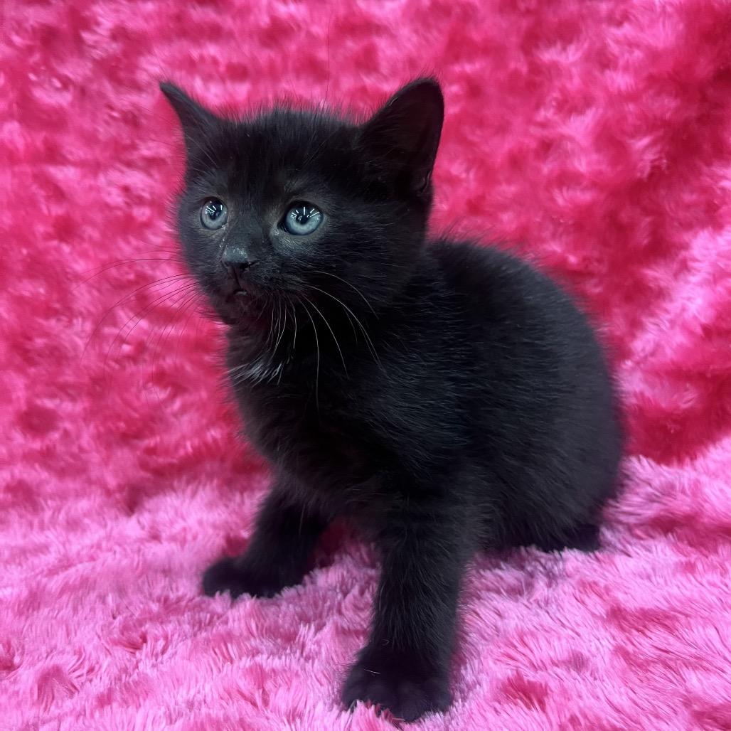 Enlarge Phoebe, a Adoptable Domestic Short Hair in Raleigh, NC image 5/6