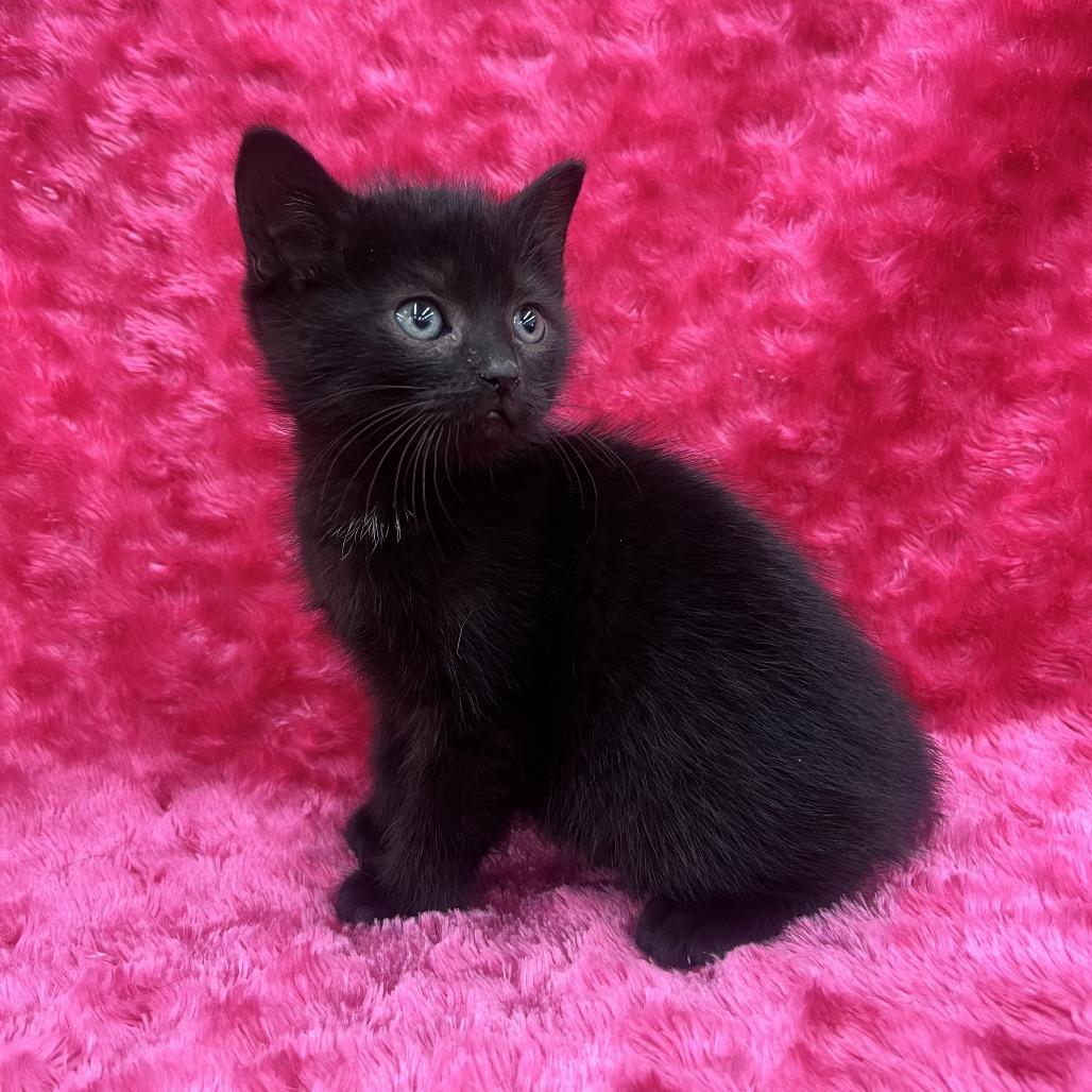 Enlarge Phoebe, a Adoptable Domestic Short Hair in Raleigh, NC image 6/6