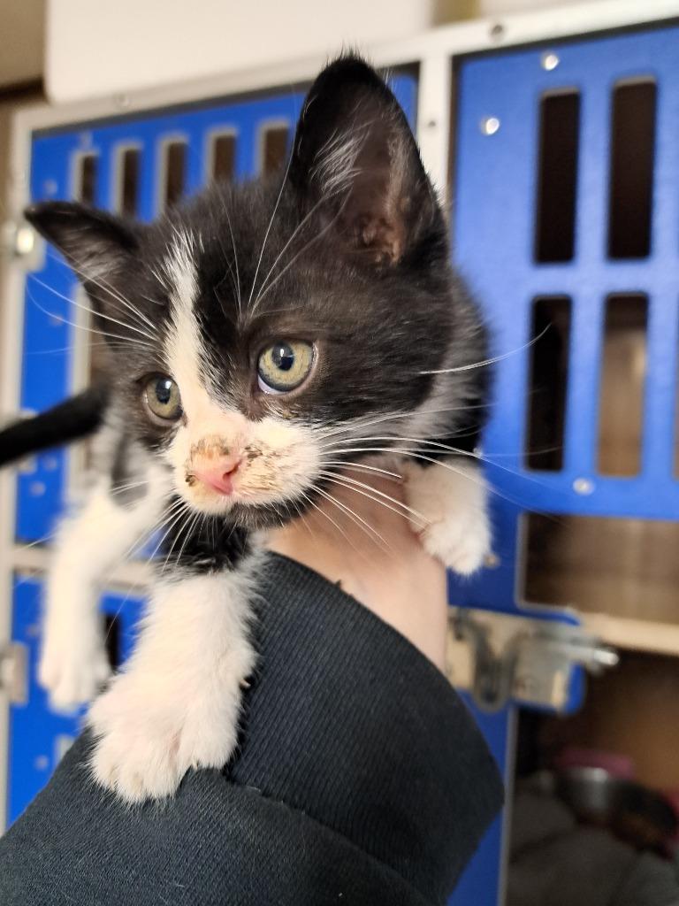 JackJack, Adoptable, Kitten Male Domestic Short Hair.