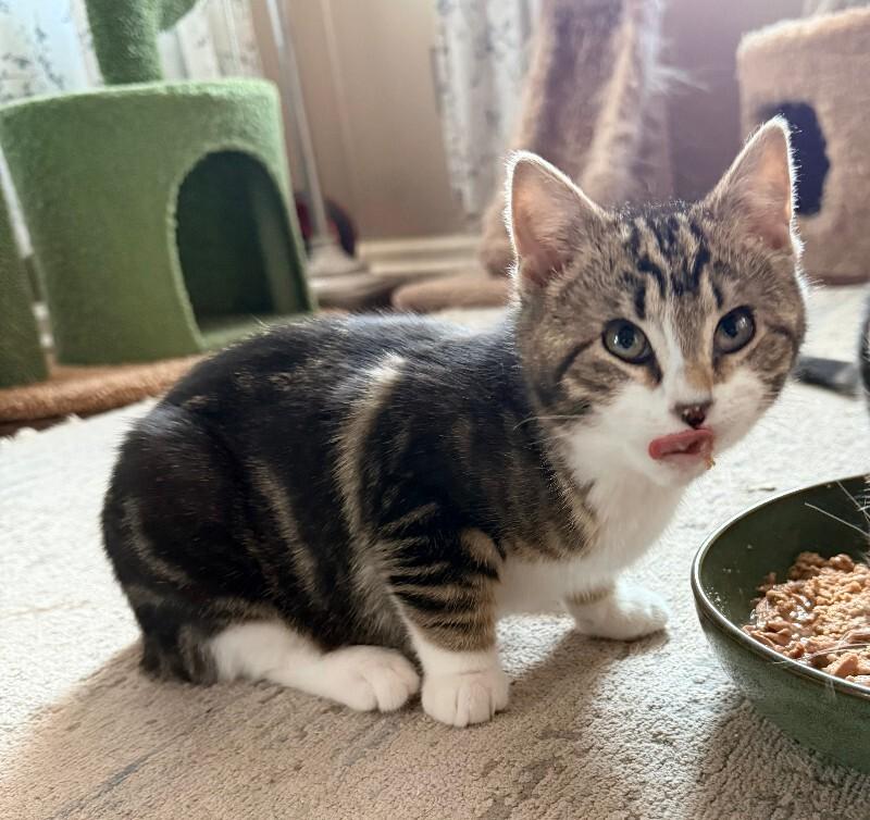 Scout — thumbnail 2