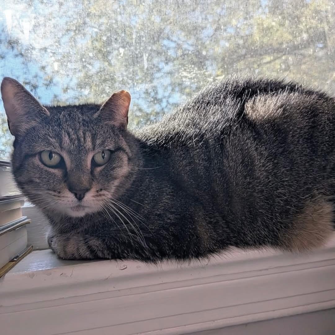 Enlarge Strega Nona, a Adoptable Domestic Short Hair in Alexandria, VA image 1/6