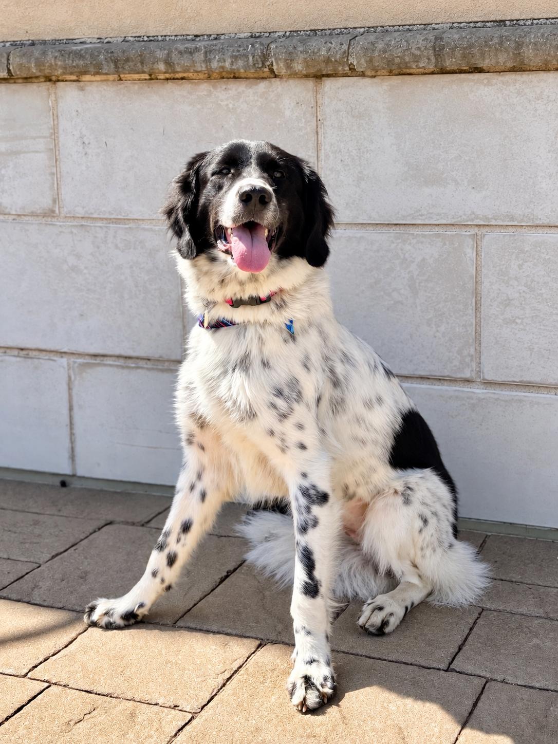 Butterfly, Adopted, Young Female Great Pyrenees & Border Collie.