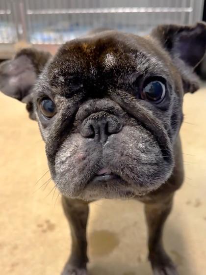 Zara, Adoptable, Adult Female French Bulldog & Mixed Breed.