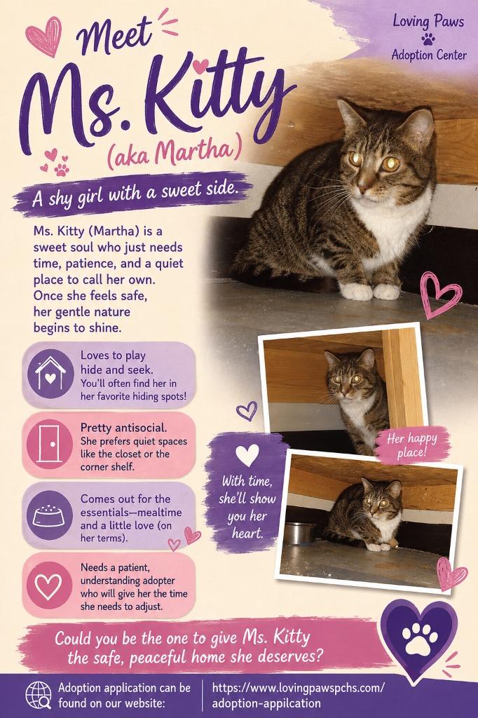 Ms. Kitty (Martha), Adoptable, Senior Female Domestic Short Hair.
