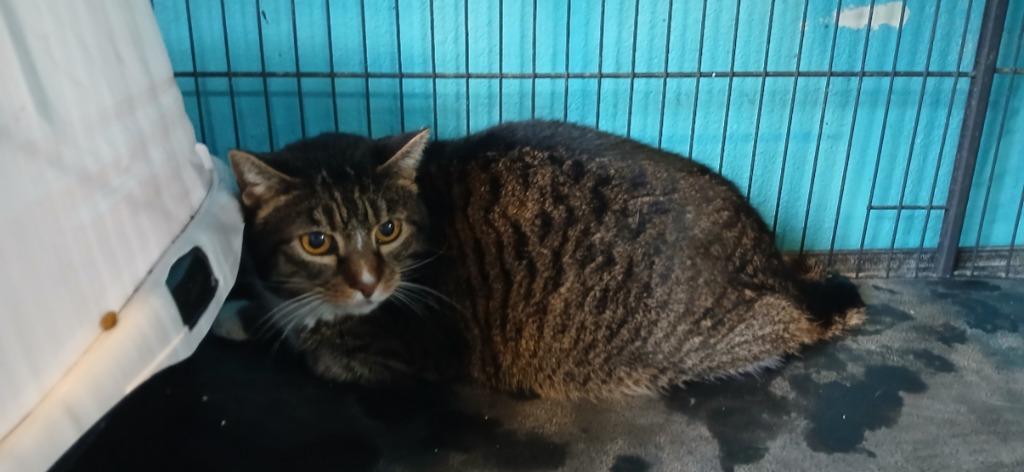 Enlarge Ms. Kitty (Martha), a Adoptable mixed breed in Crocker, MO image 1/1